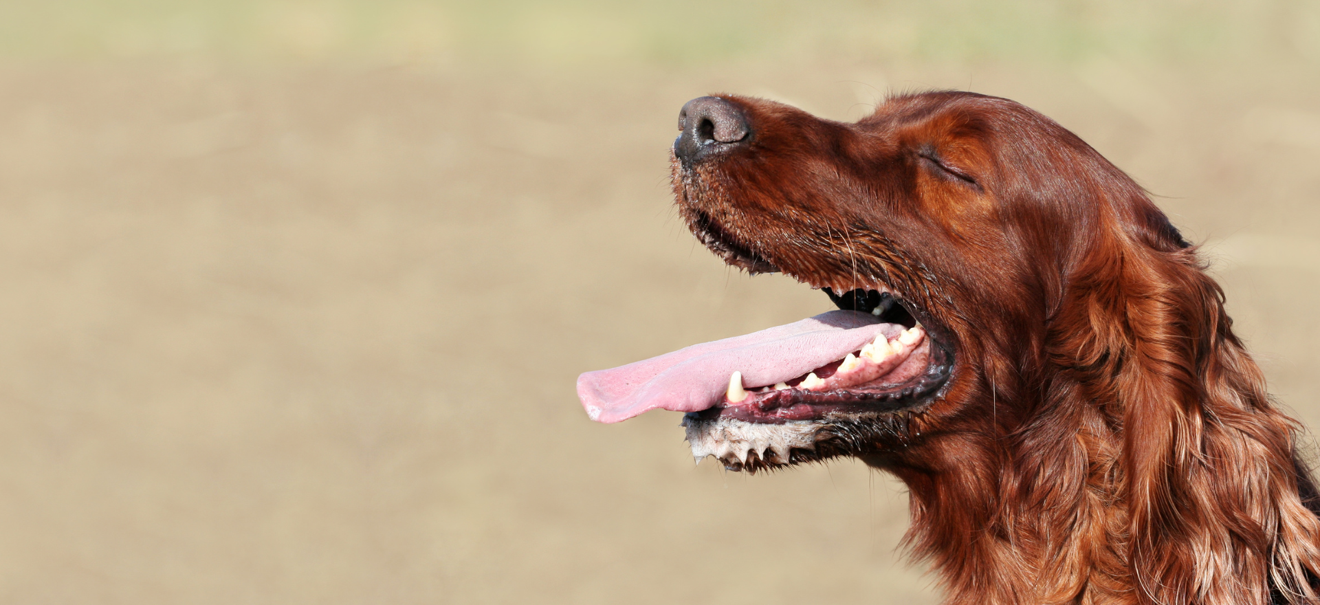 Dog Dental Teeth Haywood Veterinarian