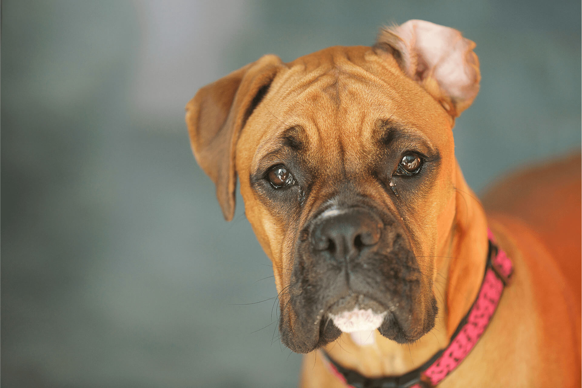 Boxer Butts 