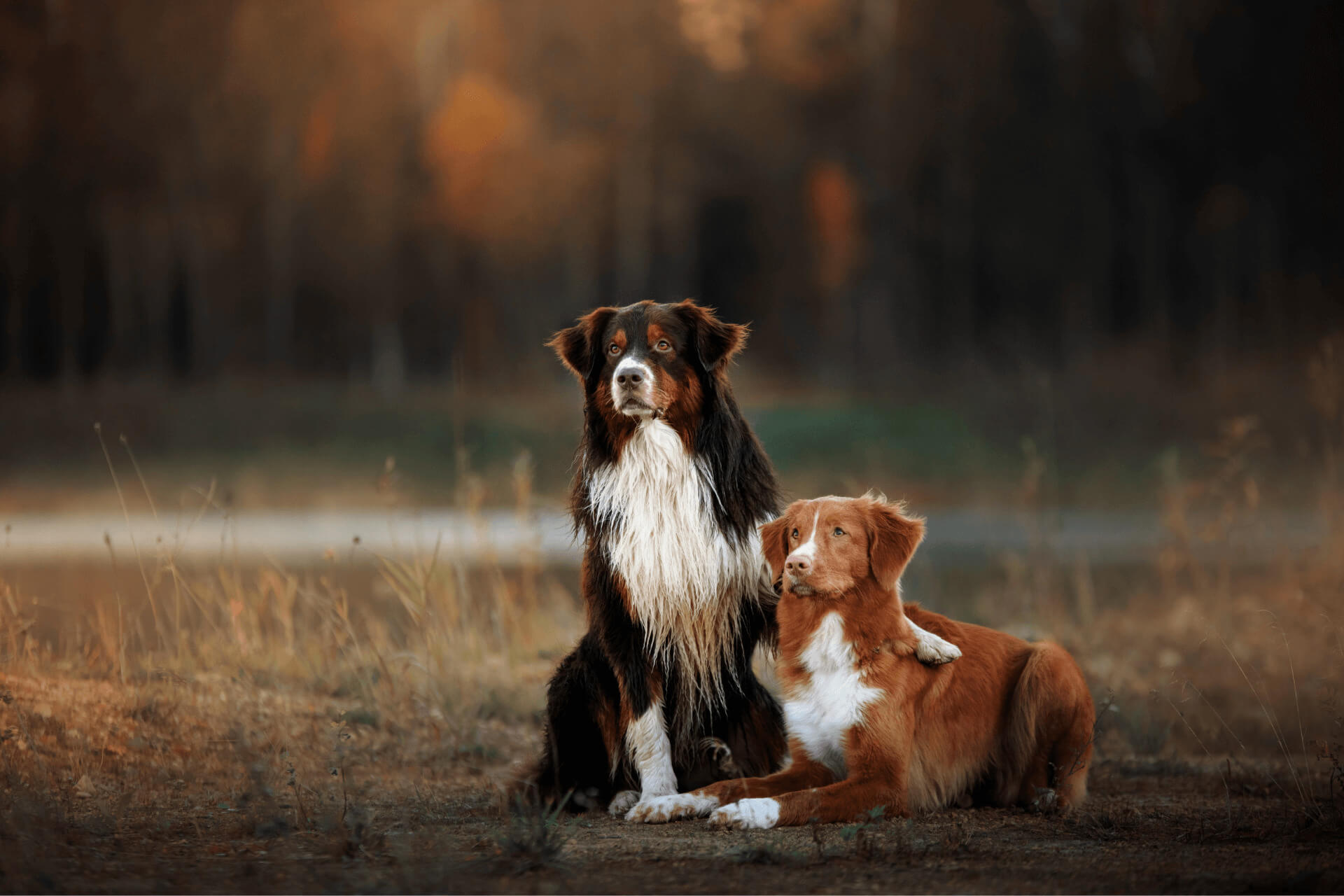 Haywood Road Animal Hospital