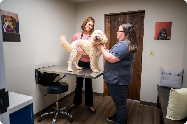 drshoemakeexamroomdog