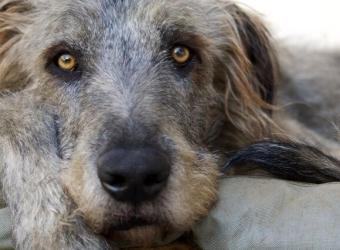 Gastric Bloat And GVD In Dogs